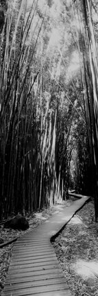 Framed Trail in a bamboo forest, Hana Coast, Maui, Hawaii Print