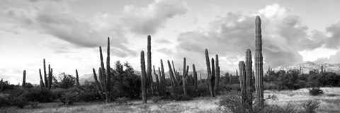 Framed Cardon cactus plants in a forest, Loreto, Baja California Sur, Mexico Print