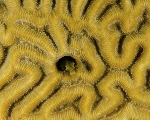 Framed Small blenny in brain coral, Curacao Print