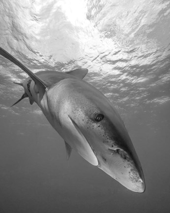 Framed Oceanic Whitetip Shark, Cat Island, Bahamas Print