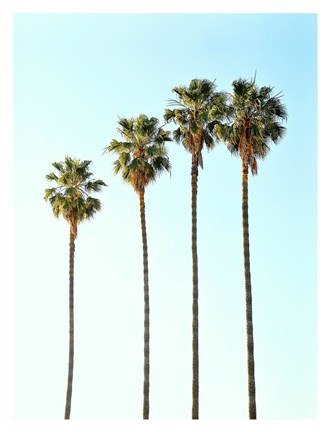 Framed Four Palm Trees Print