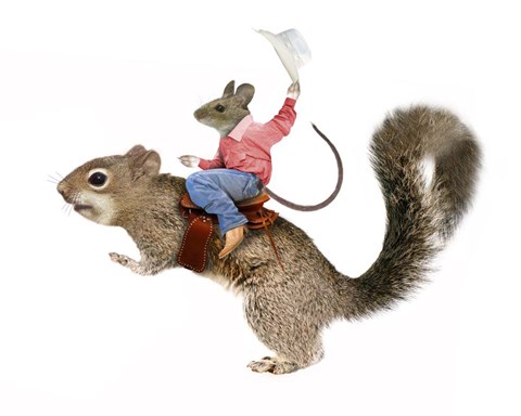 Framed Squirrel Rodeo Print