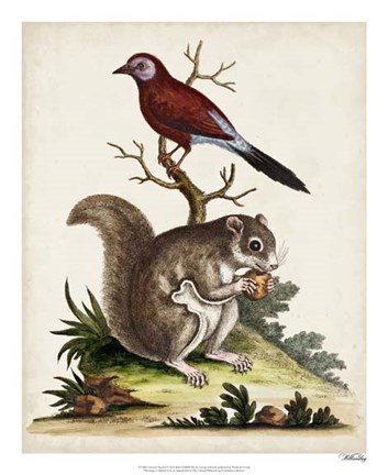 Framed Edwards Squirrel Print