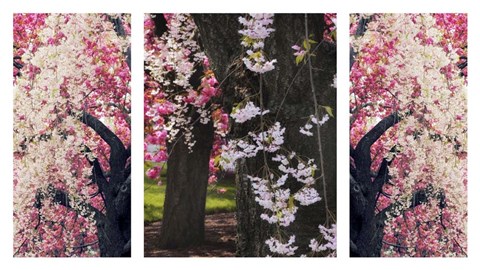 Framed Cherry Blossom Triptych Print
