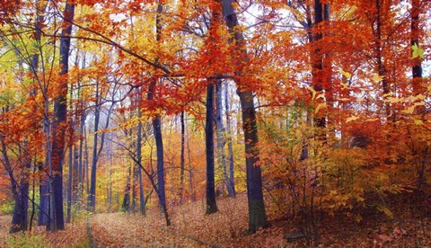 Framed Autumn Woodland Print