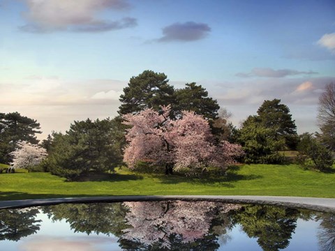 Framed Cherry Tree Reflections Print