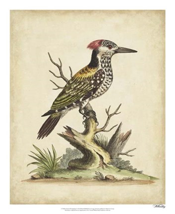 Framed Edwards Woodpecker Print