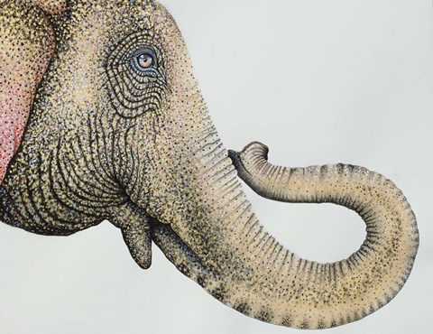 Framed Spotted Asian Elephant 2 Print