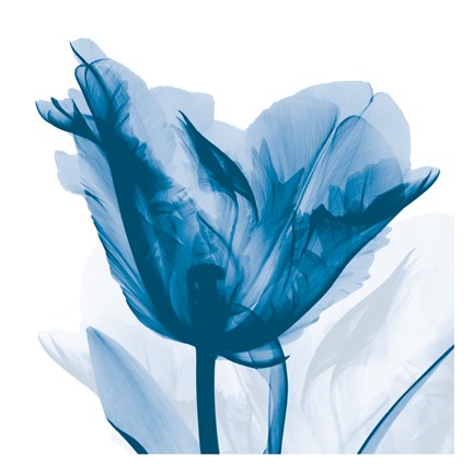 Framed Lusty Blue Tulip Print