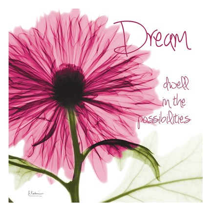 Framed Pink Chrysanthemum Dream Print
