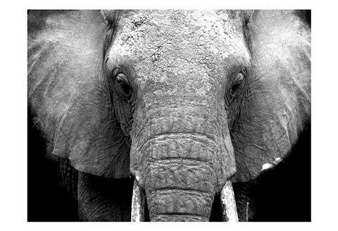 Framed Elephant Lore Print
