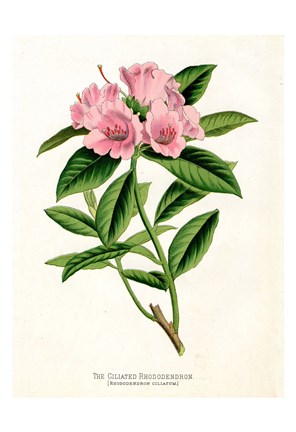 Framed Botanical 1 Print