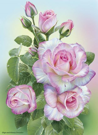 Framed Morning Roses Print