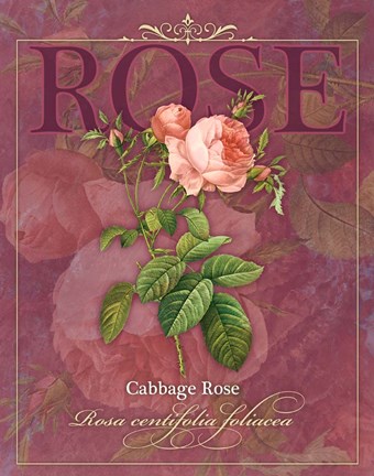 Framed Cabbage Rose Print