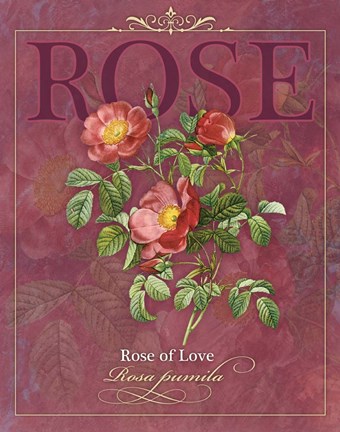 Framed Rose of Love Print