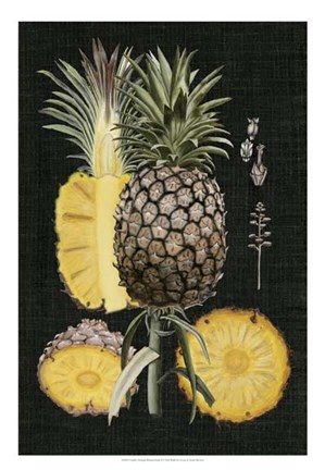 Framed Graphic Pineapple Botanical Study II Print