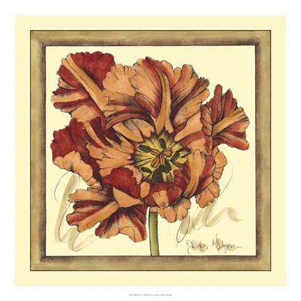 Framed Tulip Study V Print