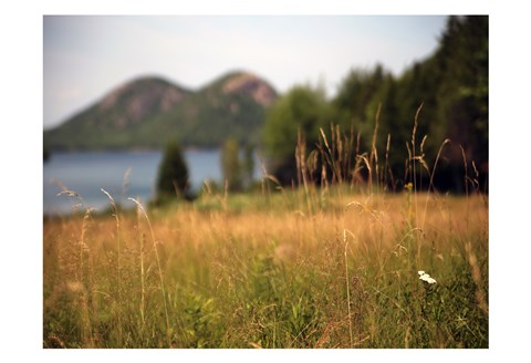 Framed Grassy Field 1 Print