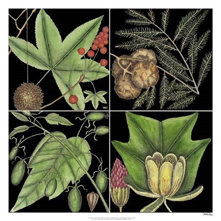 Framed Graphic Botanical Grid III Print