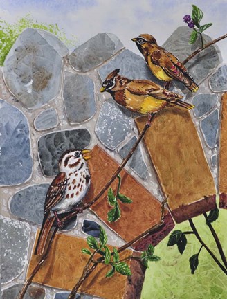 Framed Song Sparrow and Cedar Waxwings Print