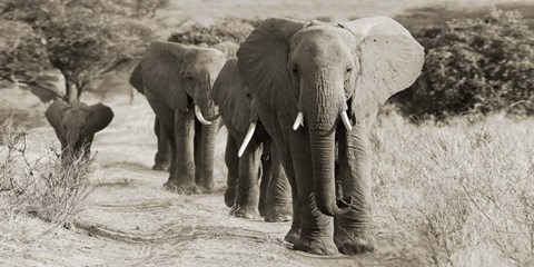 Framed Herd of African Elephants, Kenya Print