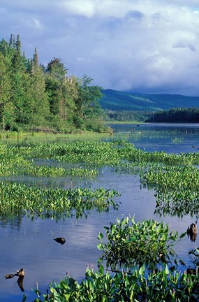 Framed Pickerel Weed, Pontook Reservoir, Androscoggin River, New Hampshire Print