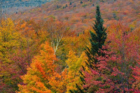 Framed Autumn at Flume Area, Franconia Notch State Park, New Hampshire Print