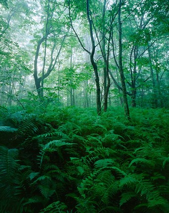 Framed Forest Ferns in Misty Morning, Church Farm, Connecticut Print