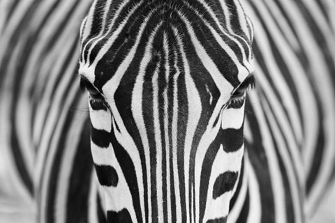 Framed Zebra Print