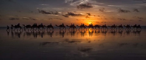 Framed Sunset Camel Safari Print
