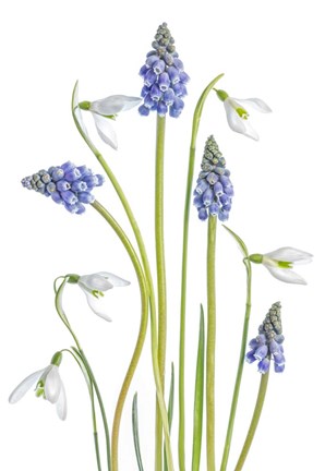 Framed Muscari And Galanthus Print