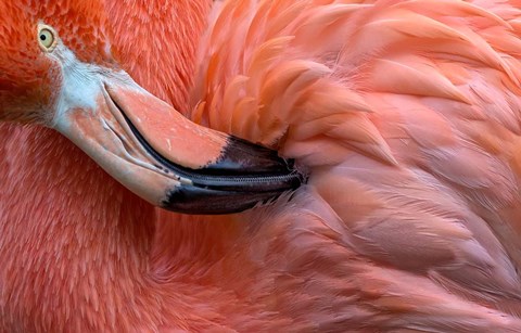 Framed Flamingo Close Up Print