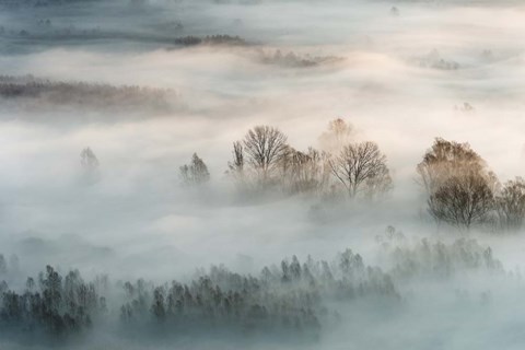 Framed Winter Fog Print