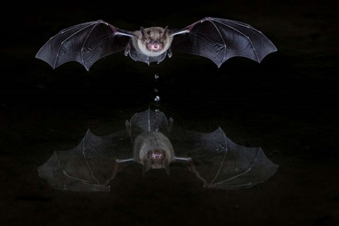 Framed Thirsty Bat Print