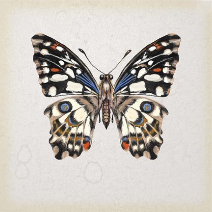 Framed Butterfly Study II Print