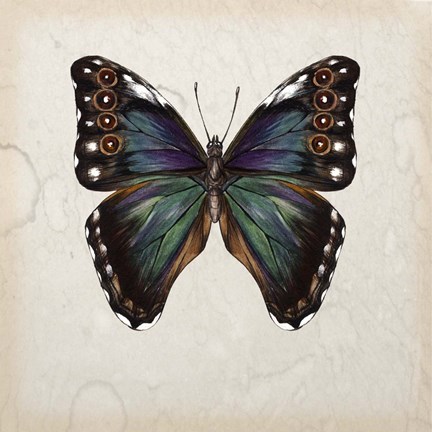 Framed Butterfly Study III Print