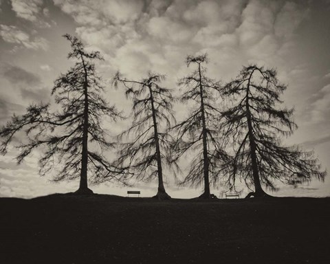 Framed Park Trees Print
