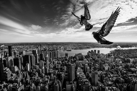 Framed Pigeons On The Empire State Building Print