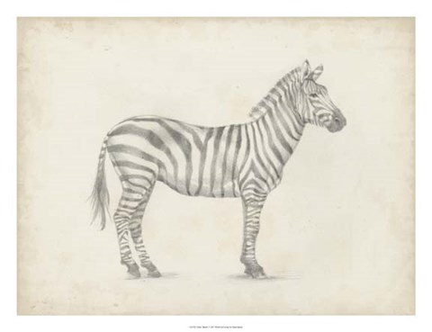 Framed Zebra Sketch Print