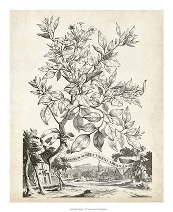 Framed Scenic Botanical II Print
