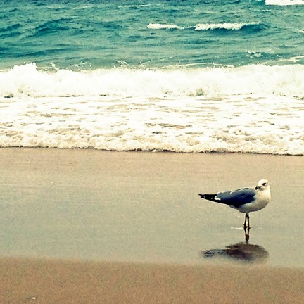 Framed Seagull on Beach Print