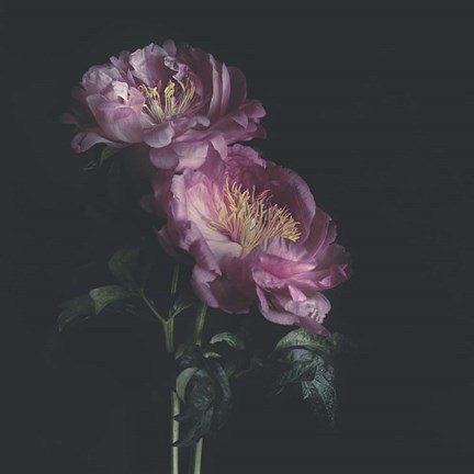 Framed Dark Florals Print