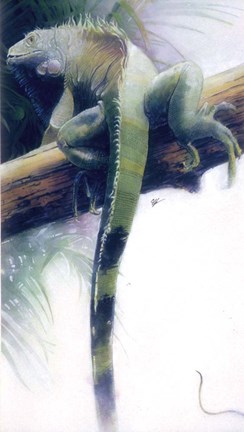 Framed Iguana Print