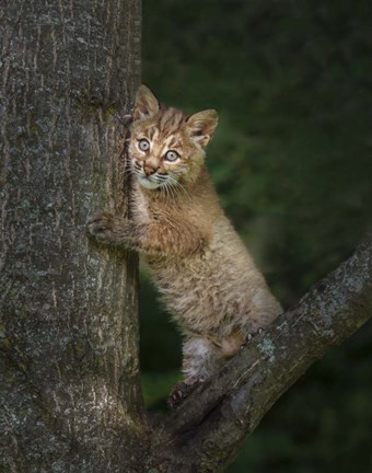 Framed Bobcat Kitten Poses Against Tree Trunk Print