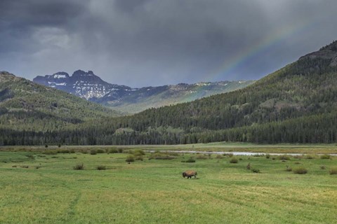 Framed Yellowstone Bison With Rainbow Print