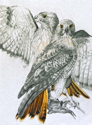 Framed Redtailed Hawk Print
