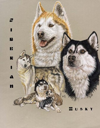 Framed Siberian Husky Print