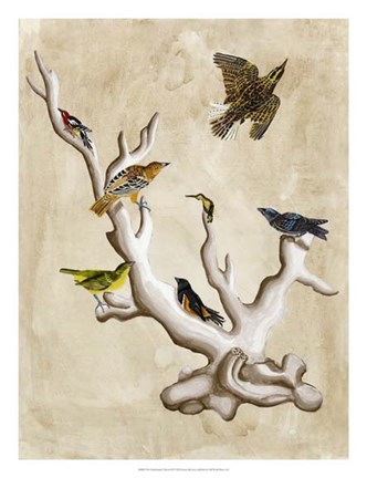 Framed Ornithologist&#39;s Dream III Print