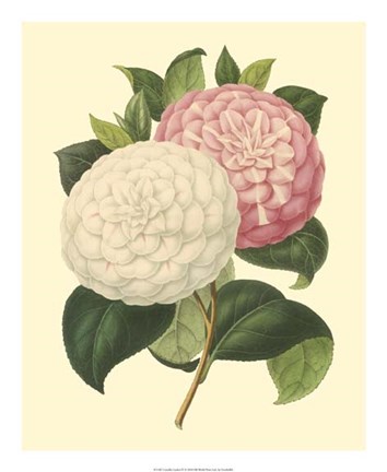 Framed Camellia Garden IV Print