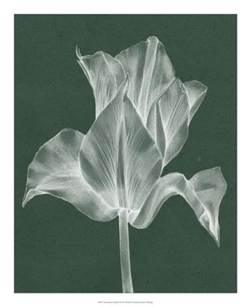 Framed Monochrome Tulip IV Print